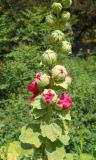 Alcea rosea