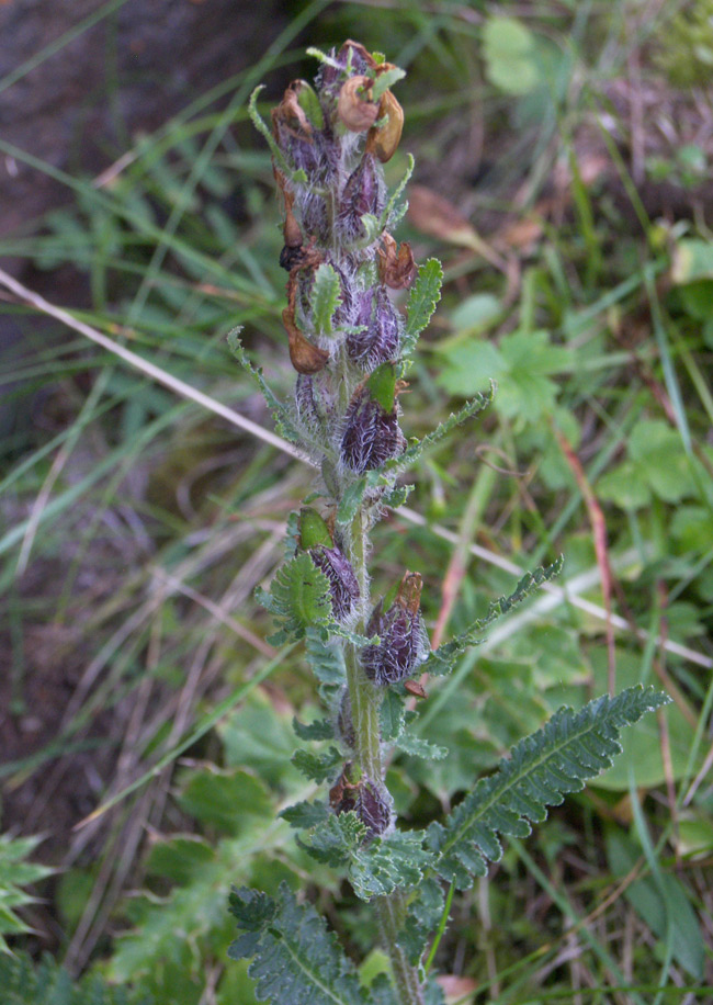 Изображение особи род Pedicularis.