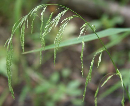 Image of Cinna latifolia specimen.