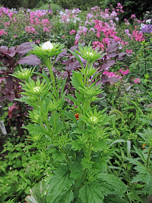 Изображение особи Callistephus chinensis.