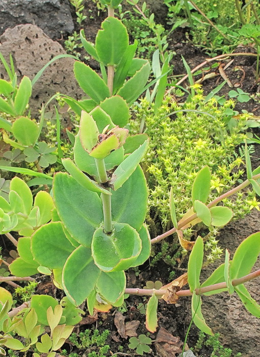 Image of genus Hylotelephium specimen.