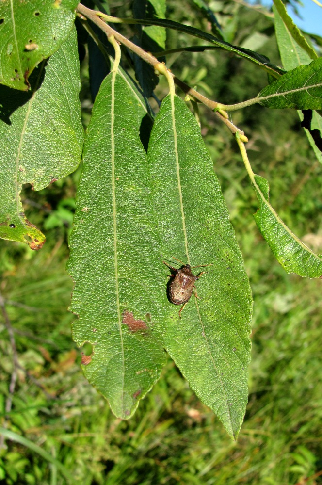 Image of Salix cinerea specimen.