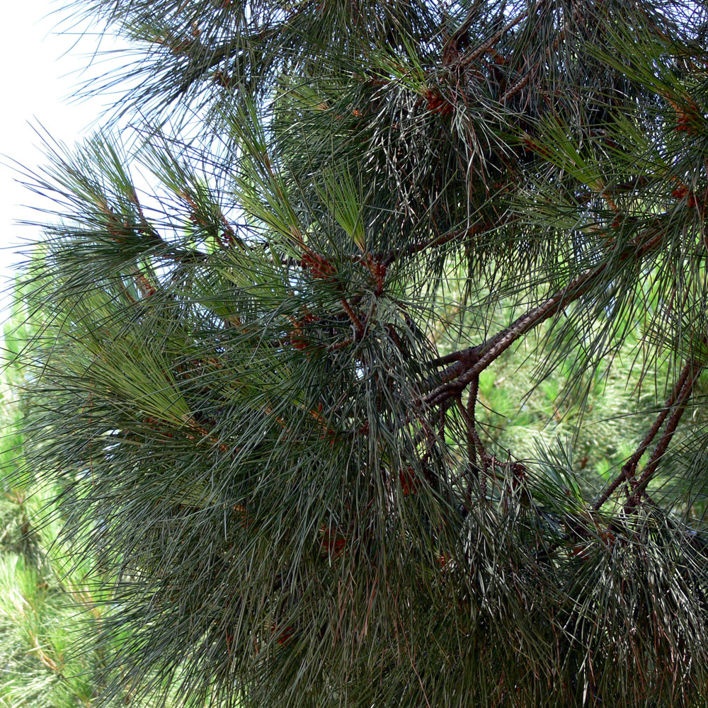 Image of Pinus pinea specimen.