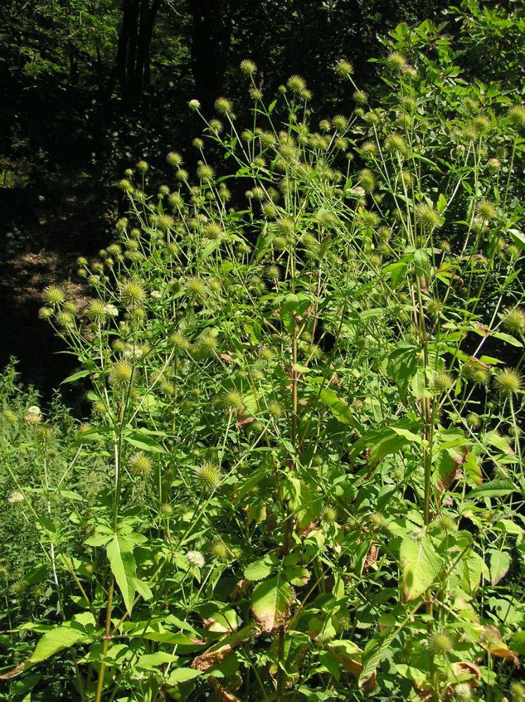 Image of Dipsacus strigosus specimen.