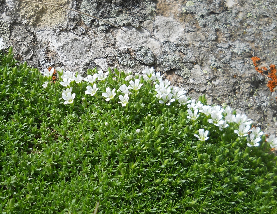 Image of Minuartia imbricata specimen.