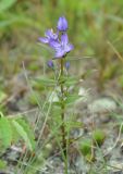 Image of taxon representative. Author is Марина Скотникова