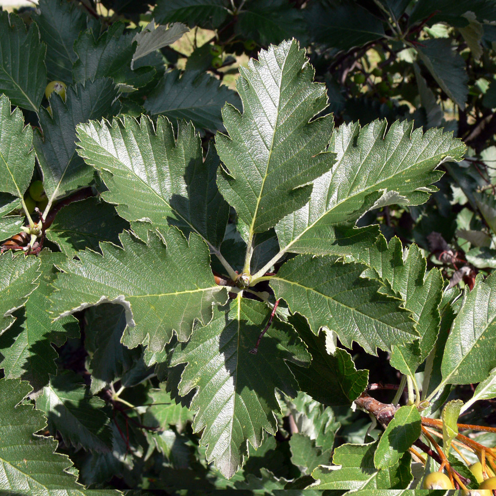 Image of genus Sorbus specimen.