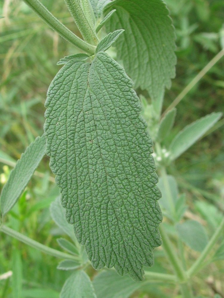 Image of Marrubium praecox specimen.