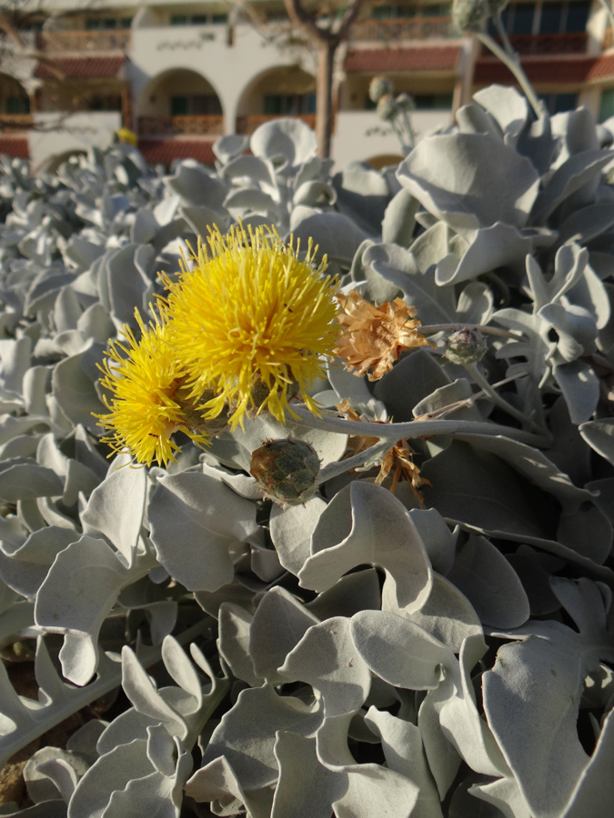 Image of genus Centaurea specimen.