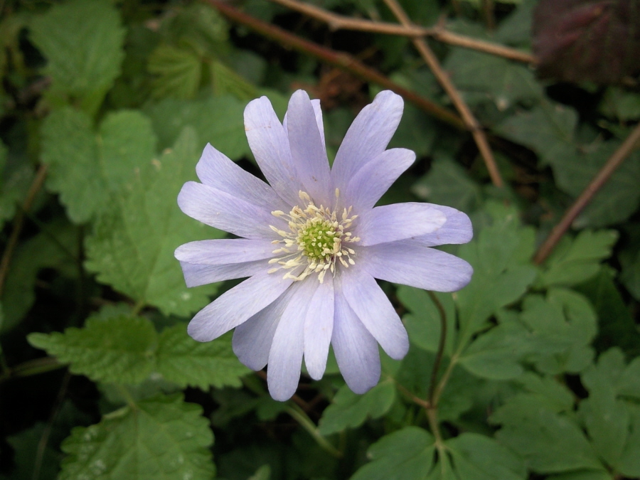 Изображение особи Anemone apennina.