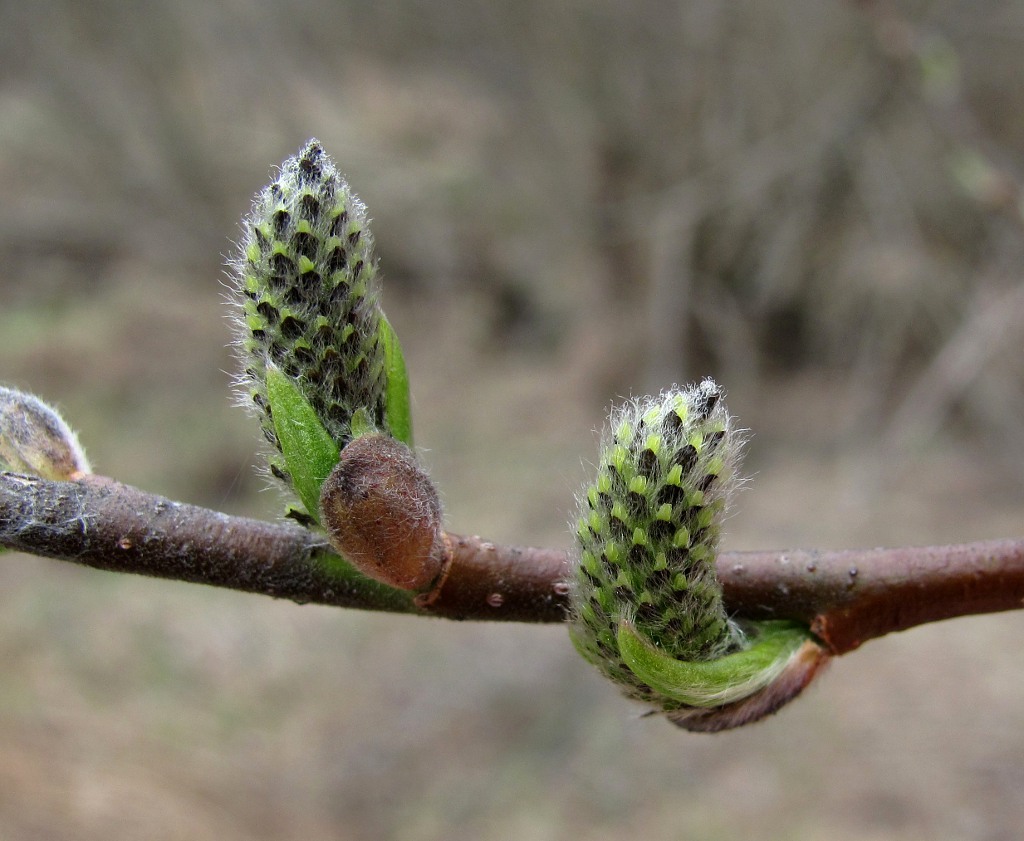 Image of genus Salix specimen.