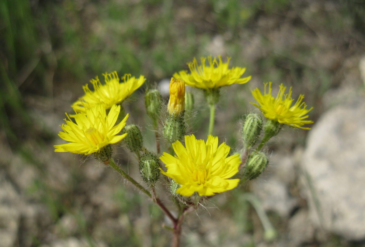 Image of genus Pilosella specimen.