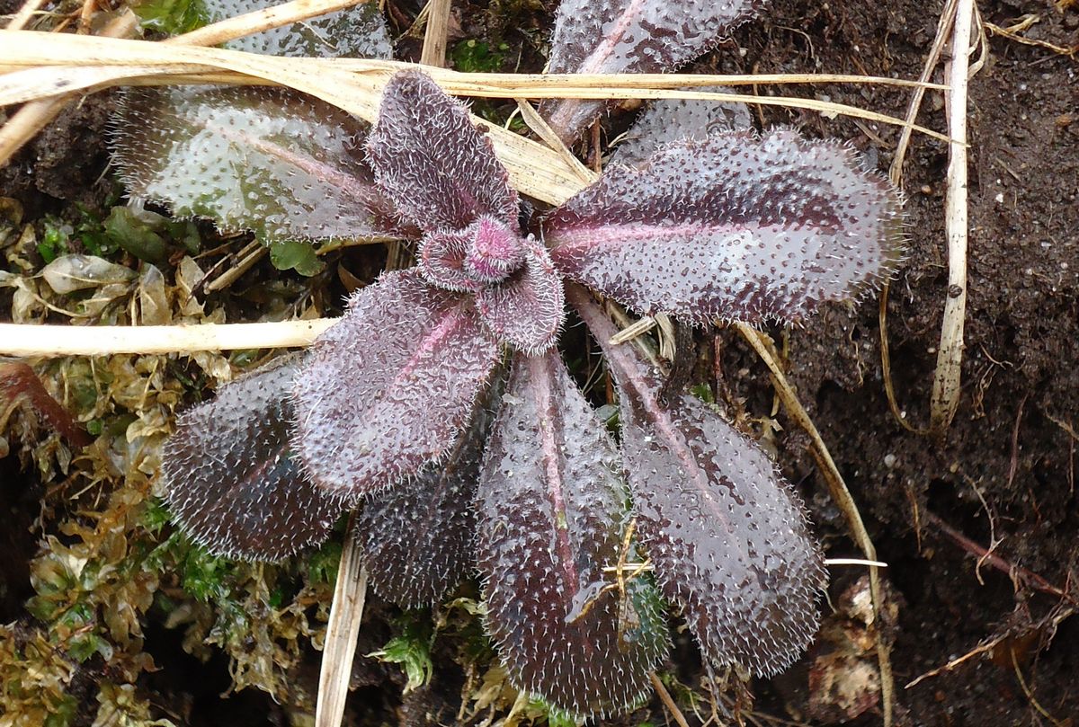 Image of Arabis borealis specimen.