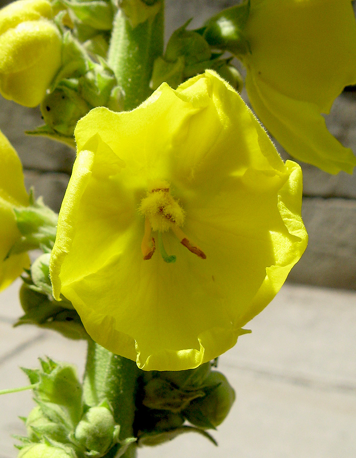 Image of Verbascum phlomoides specimen.