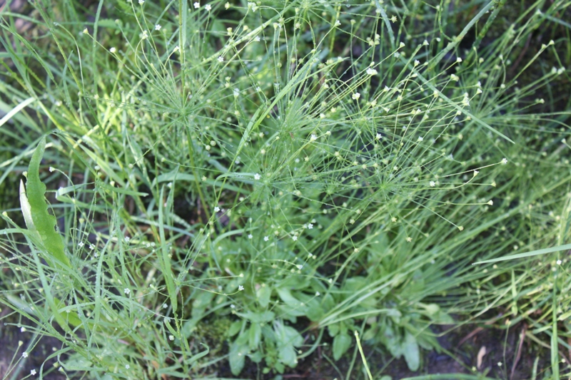 Image of Androsace filiformis specimen.