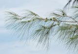 Casuarina equisetifolia