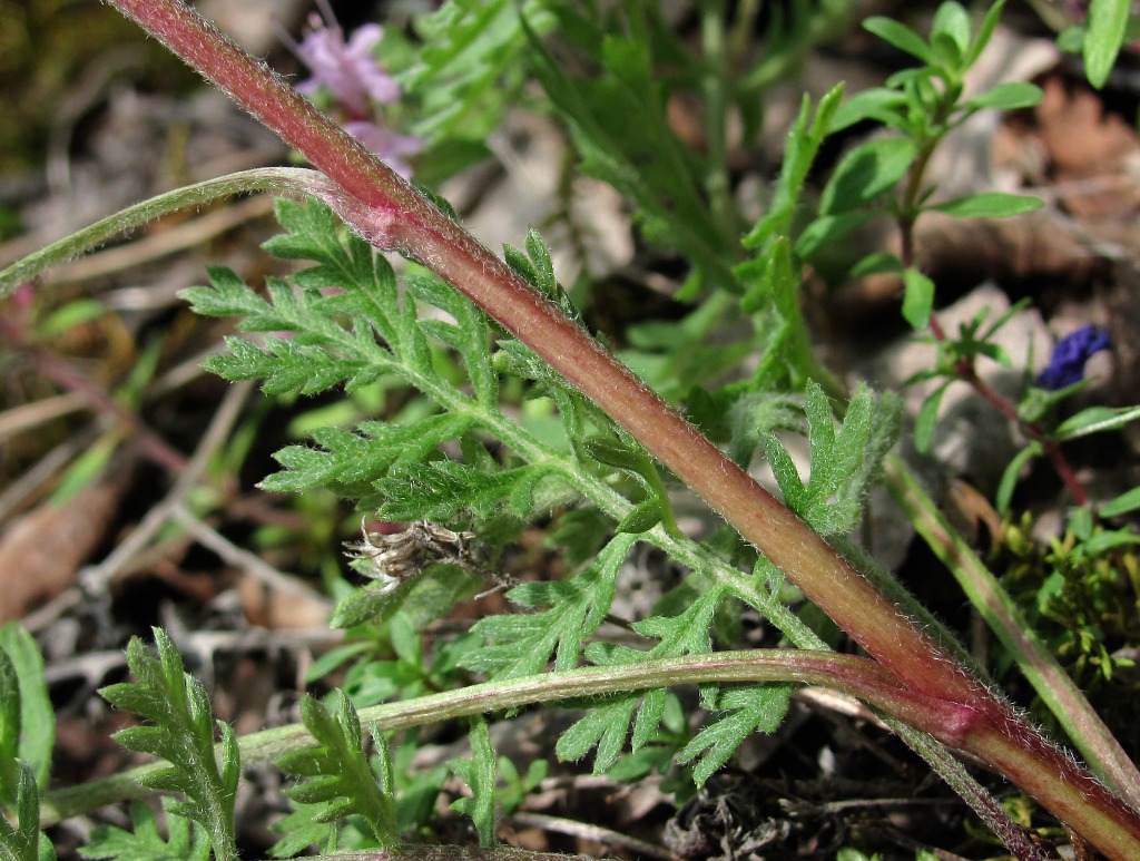 Image of Artemisia tanacetifolia specimen.