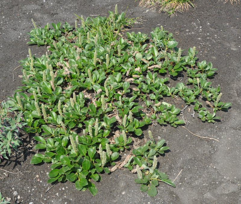 Image of genus Salix specimen.