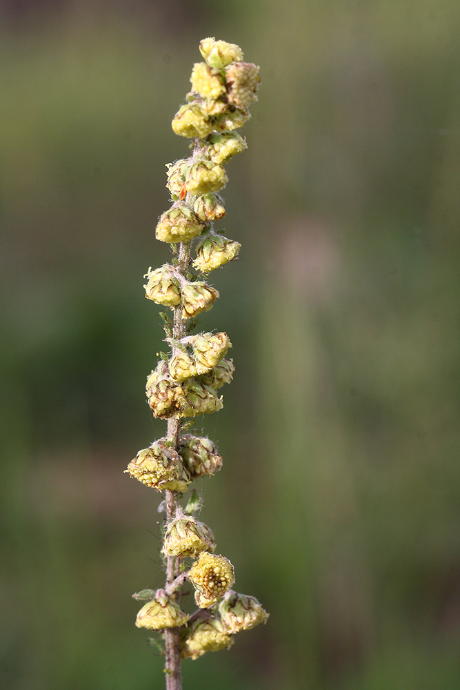 Image of Artemisia tanacetifolia specimen.