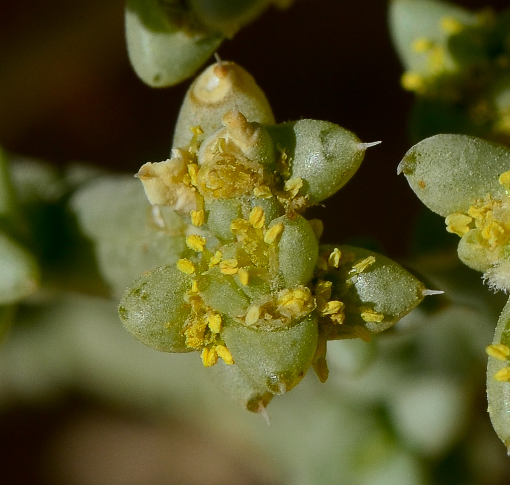 Изображение особи Anabasis setifera.