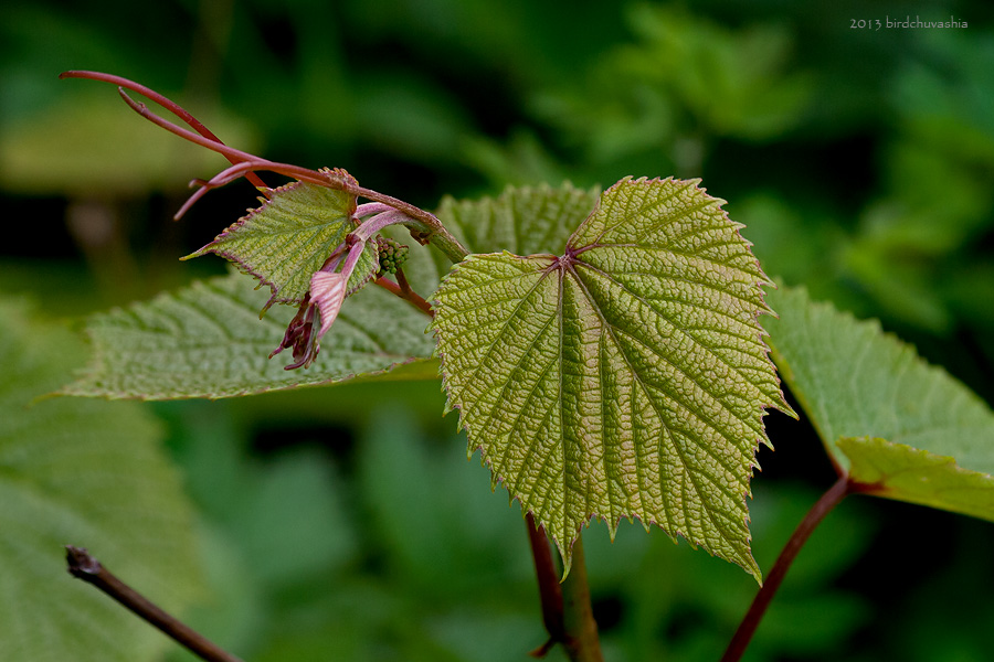 Изображение особи Vitis coignetiae.