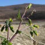 Senecio vulgaris. Верхушка цветущего и плодоносящего растения. Краснодарский край, Крымский р-н, Неберджаевское вдхр. 24.11.2013.