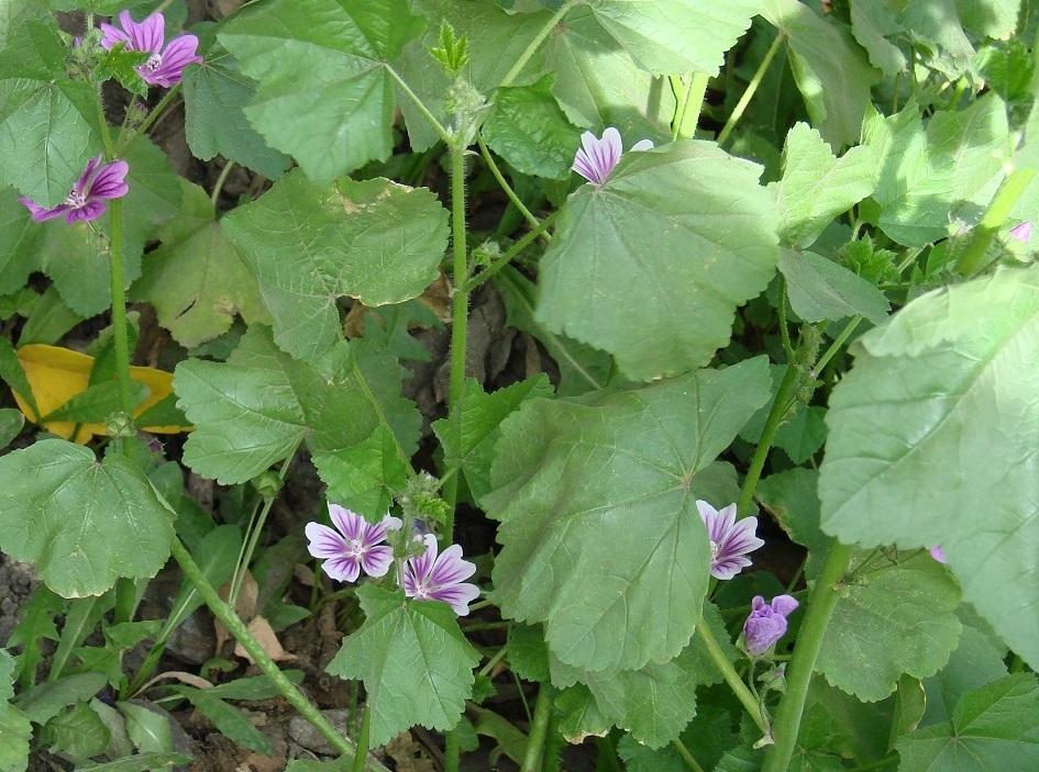 Image of Malva mauritiana specimen.