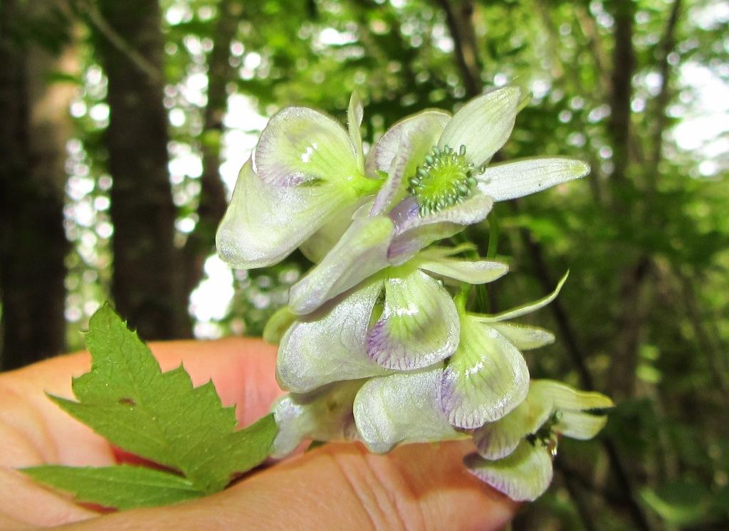 Image of Aconitum sczukinii specimen.