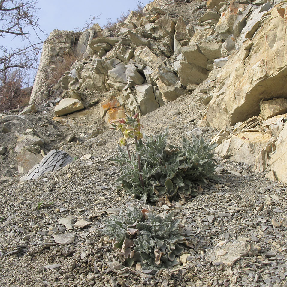 Image of Matthiola odoratissima specimen.