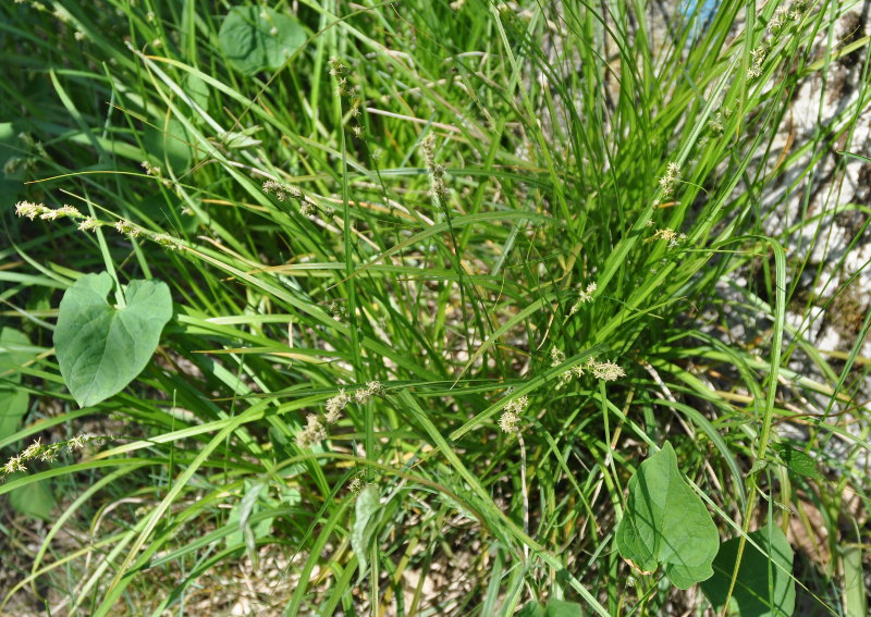 Image of genus Carex specimen.