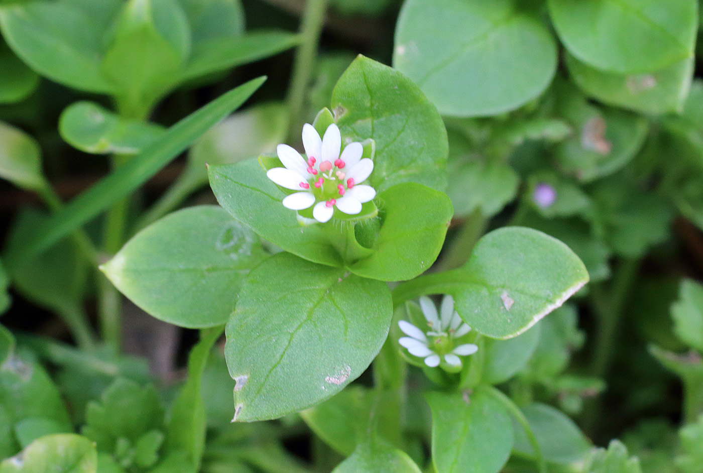 Изображение особи Stellaria neglecta.