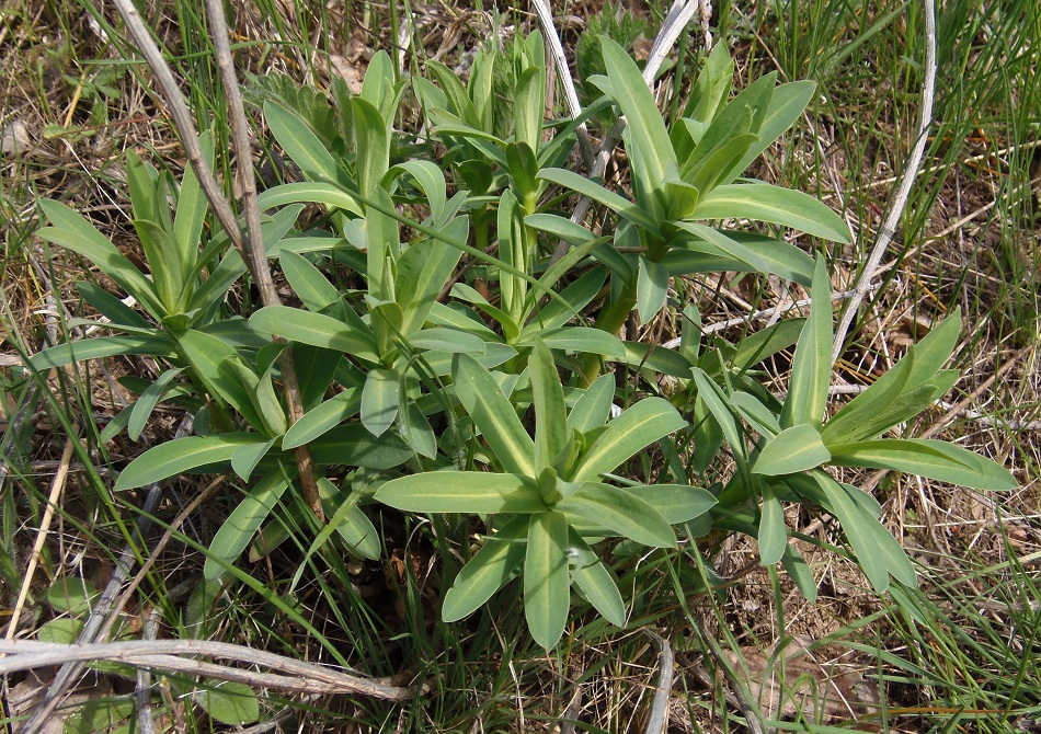 Image of Euphorbia seguieriana specimen.