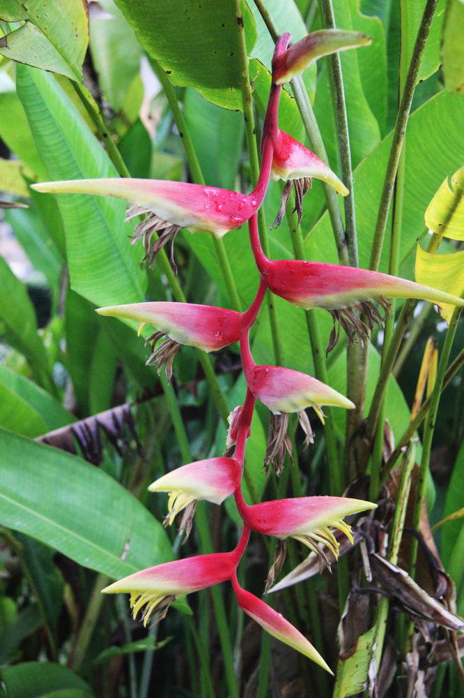 Image of Heliconia rostrata specimen.