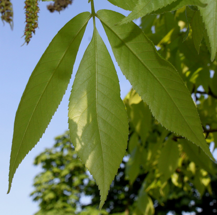 Изображение особи Carya ovata.