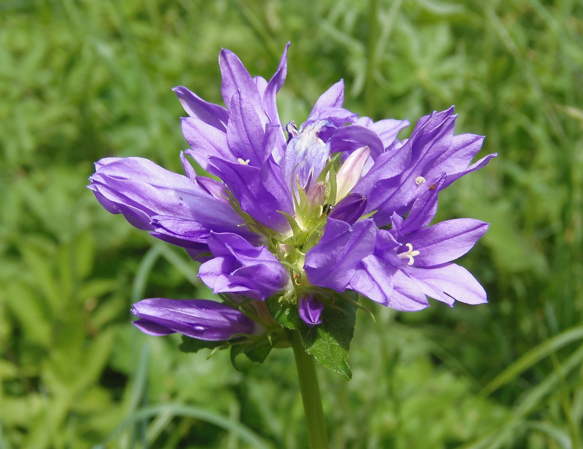 Изображение особи Campanula glomerata.