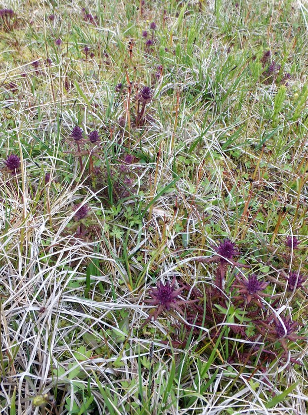 Image of Pedicularis verticillata specimen.