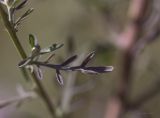 Centaurea stoebe. Часть побега с развивающимся пазушным соцветием. Саратов, р-н Телевышки. 27.07.2014.