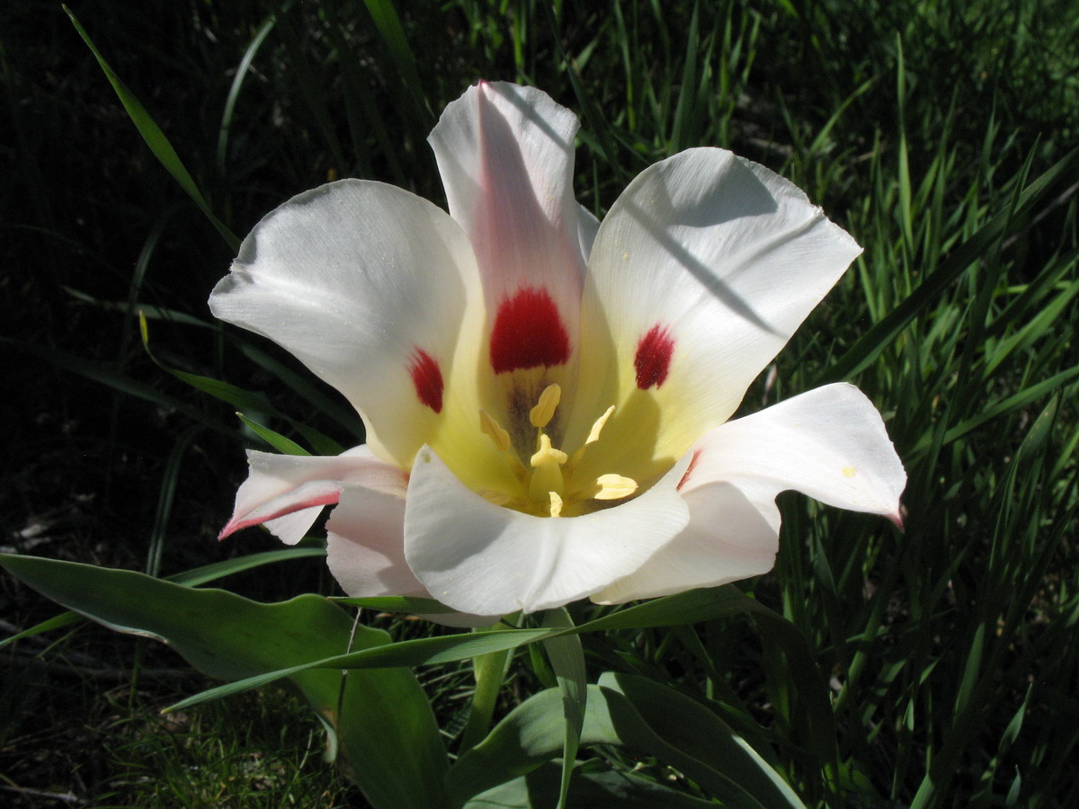 Image of Tulipa greigii specimen.