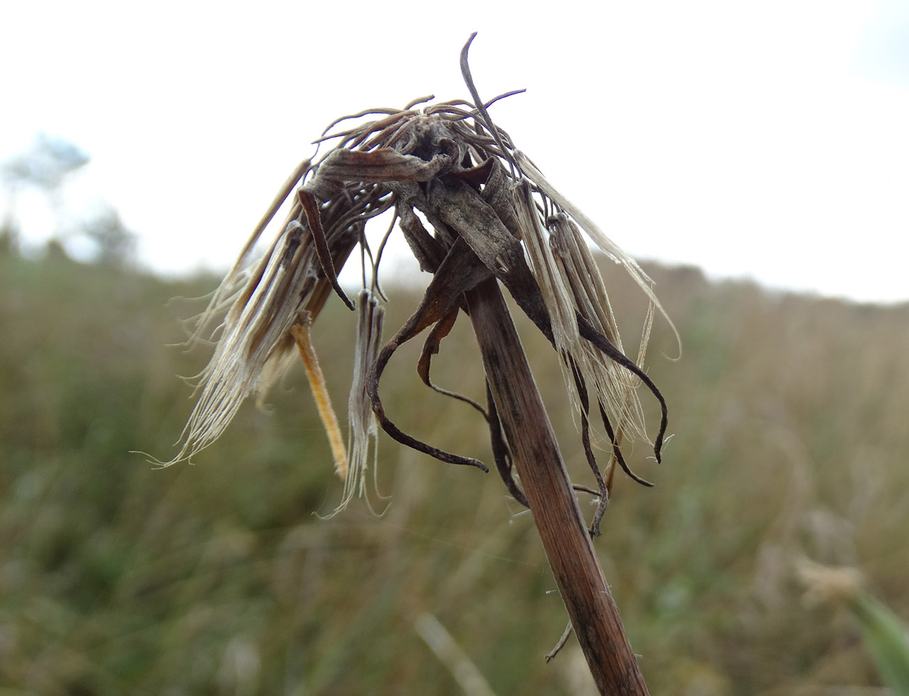 Image of genus Tragopogon specimen.