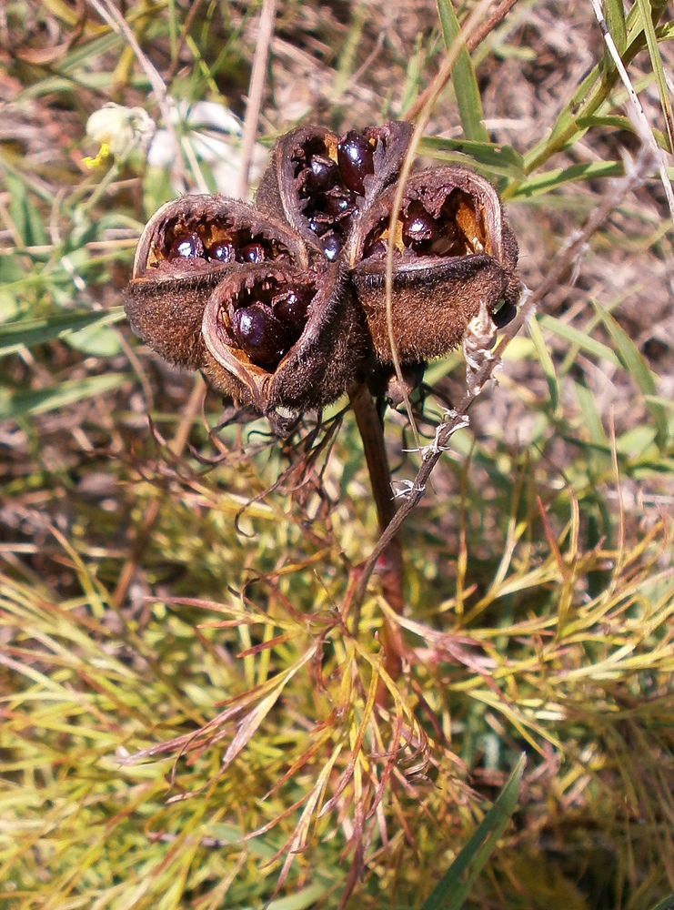 Изображение особи Paeonia tenuifolia.