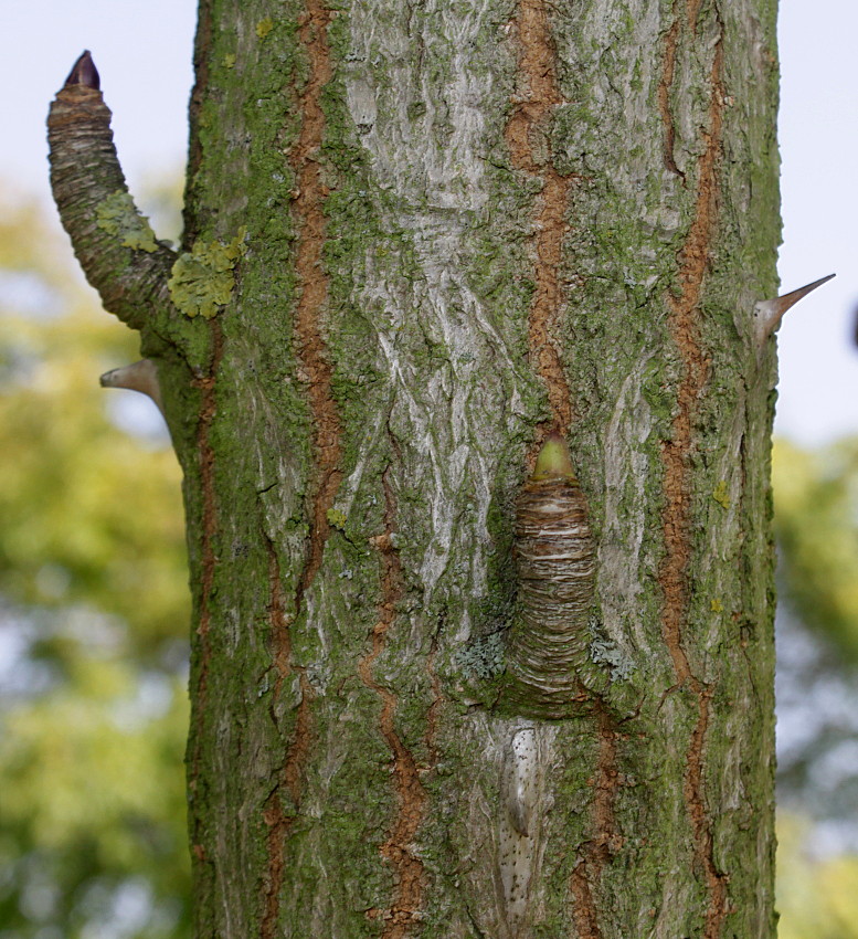 Image of Kalopanax septemlobus specimen.