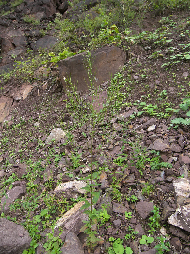 Image of Epilobium pseudorubescens specimen.