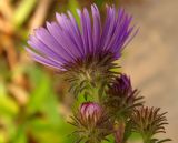 Смотреть изображение Symphyotrichum novae-angliae