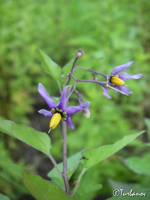 Image of Solanum kitagawae specimen.