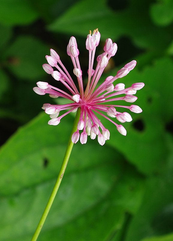 Изображение особи Allium prattii.