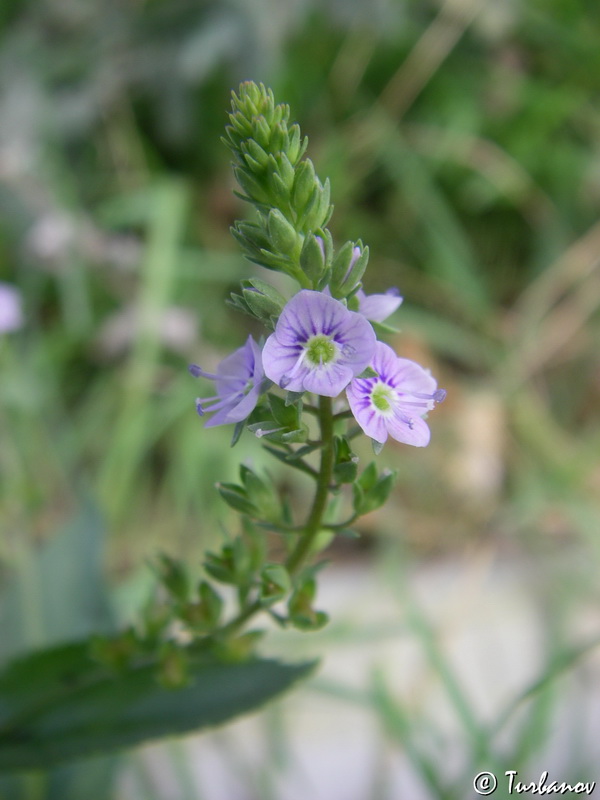 Image of Veronica anagallis-aquatica specimen.