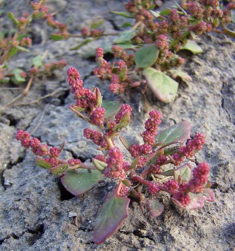 Изображение особи Oxybasis chenopodioides.