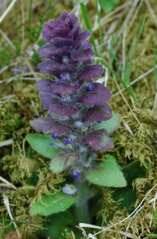 Image of Ajuga pyramidalis specimen.