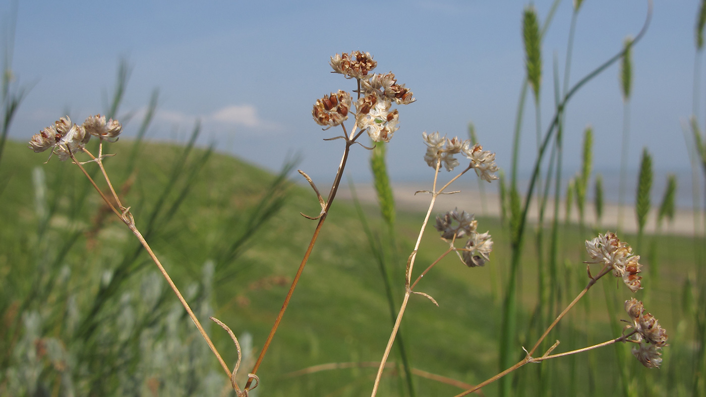 Image of Valerianella carinata specimen.