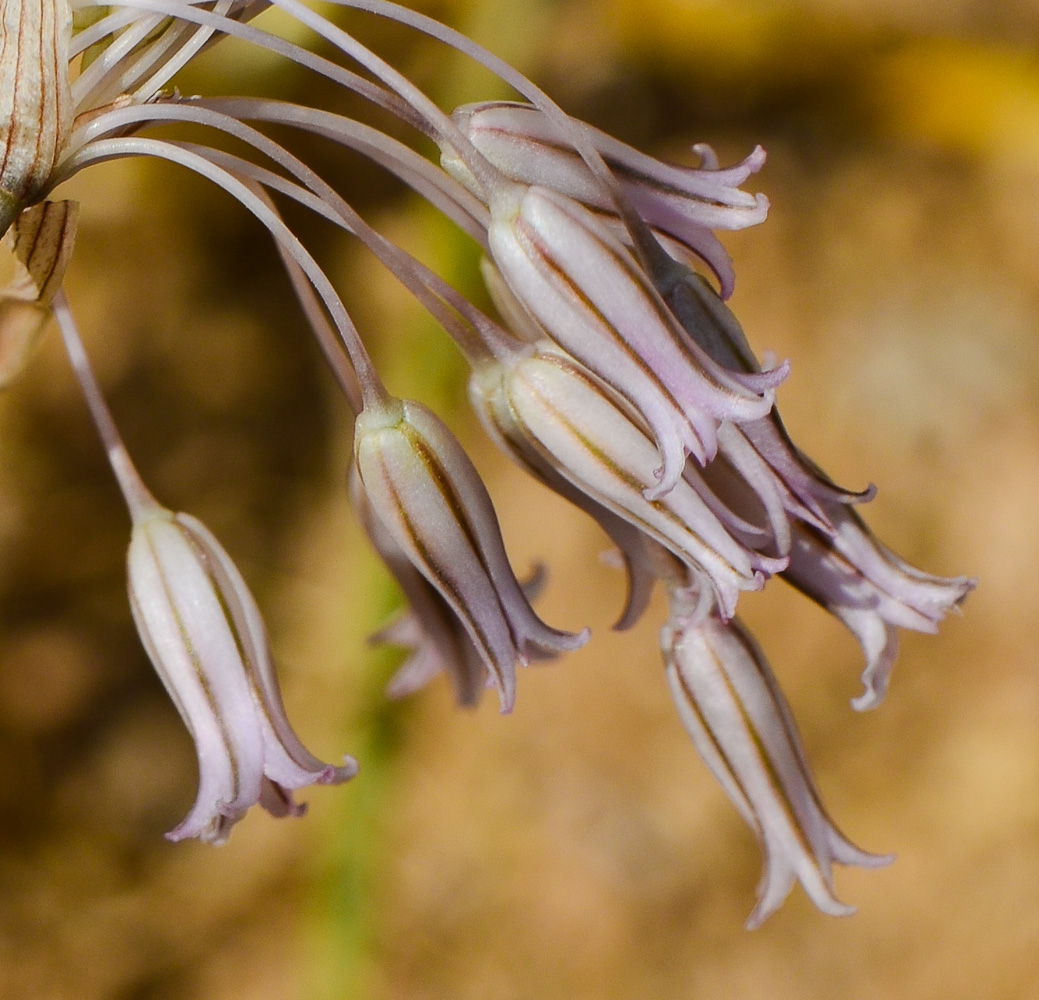 Image of Allium desertorum specimen.